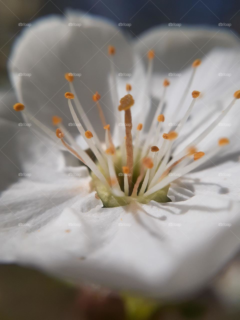 Macro photo of cherry blossoms in spring