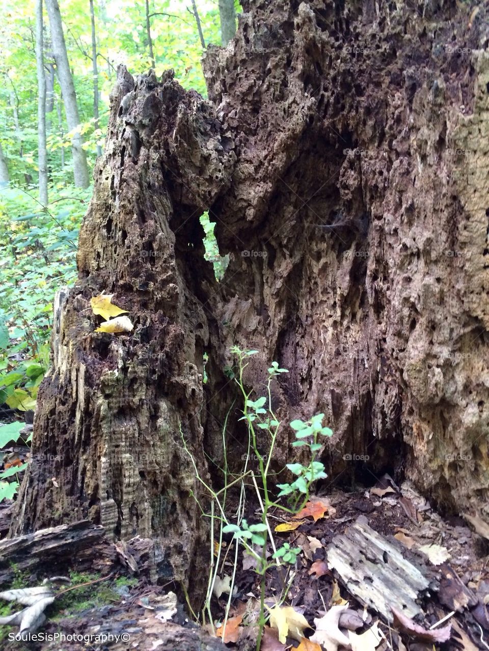 rotting tree trunk