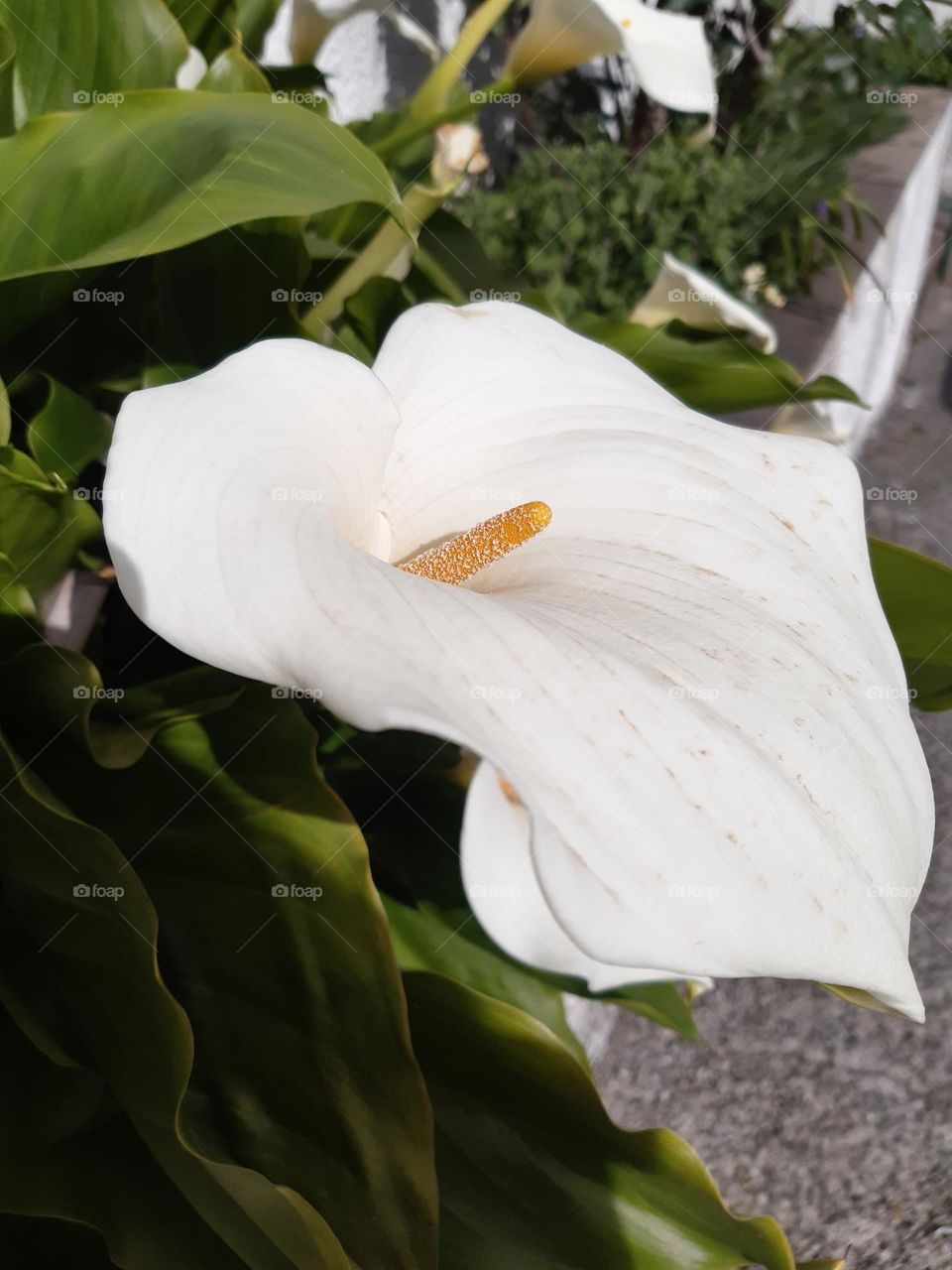 arum lily
