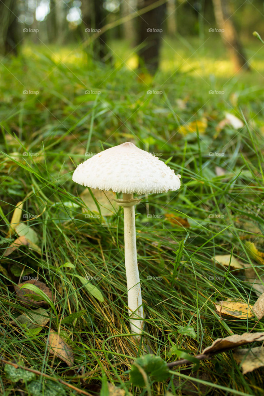 Mushroom, Grass, Fungus, Nature, Wood