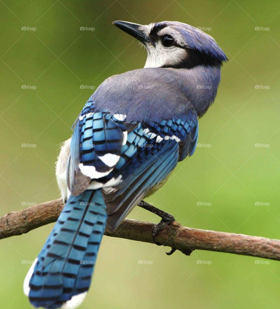 Beautiful and cute bird