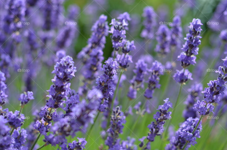 Lavender