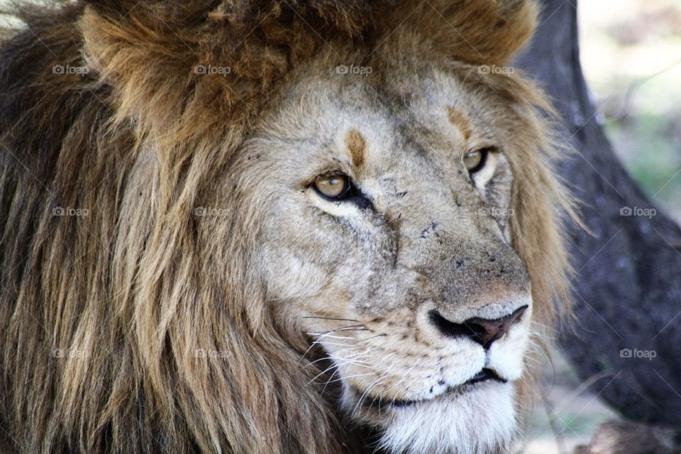 Beautiful male lion watches over his pride 
