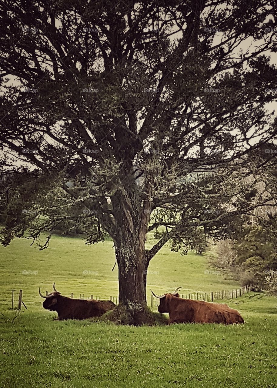 Cows relaxing under tree