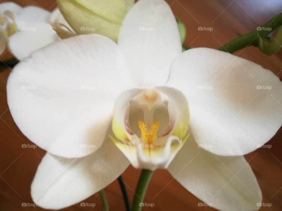 My white orchidea. Very nice indeed