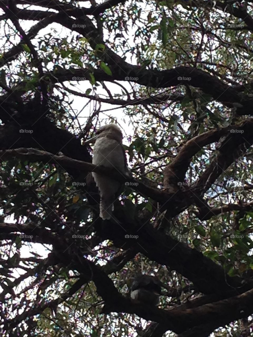 Kookaburra in the park. 