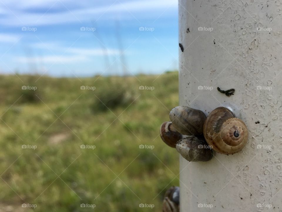 Just some snails