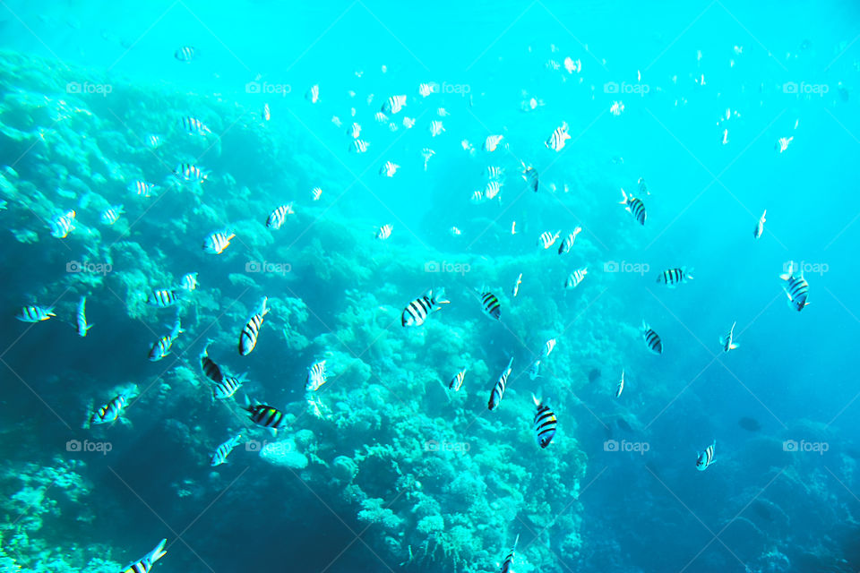 Beautiful striped fishes swimming in blue water of coral sea