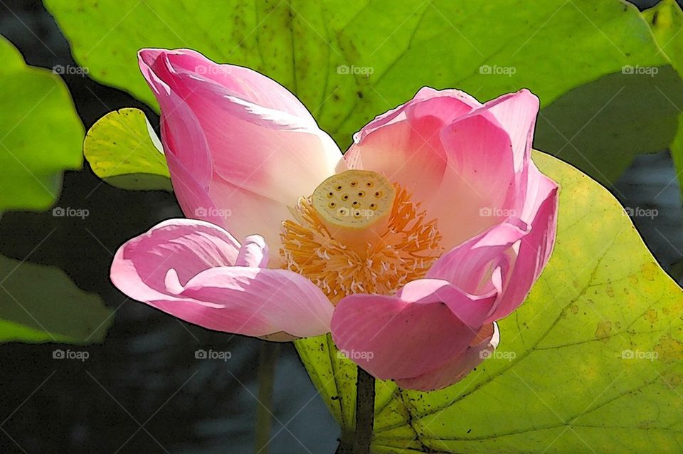 Lotus Flower