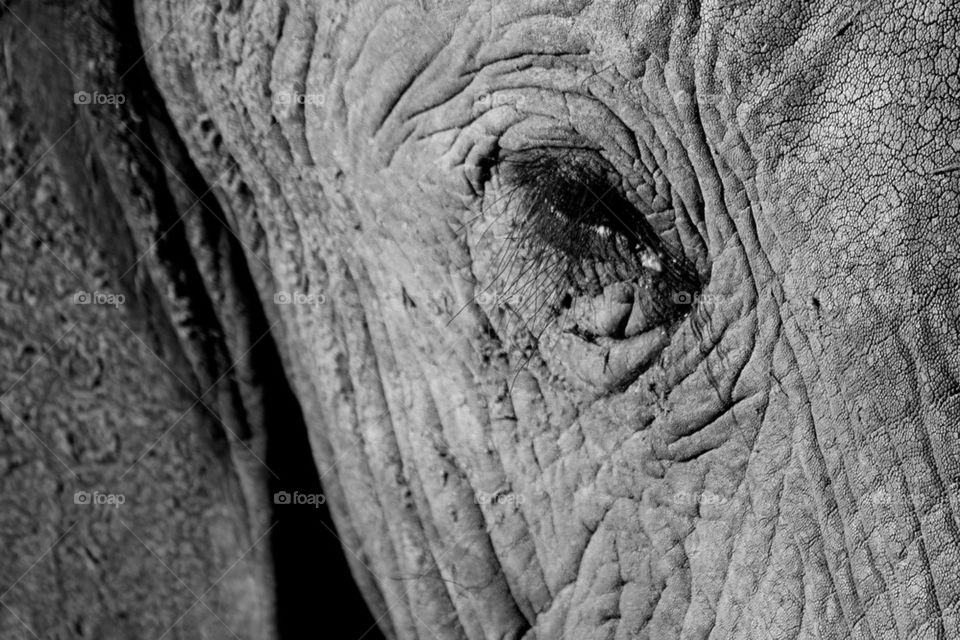 Elephant textures