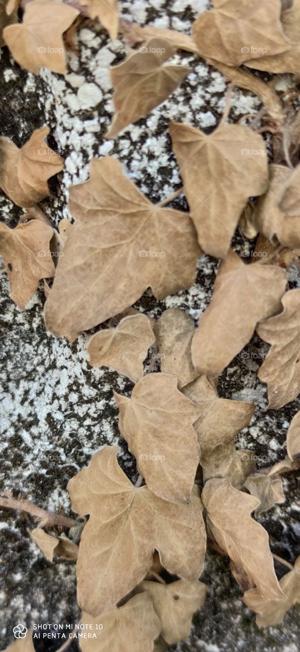 in nature no shapes aree lost or dead