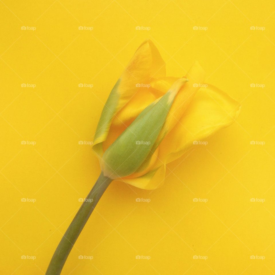 yellow tulip on yellow background