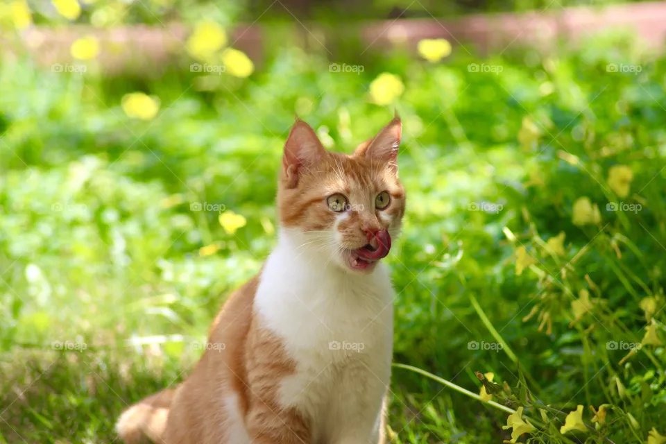 The Cat