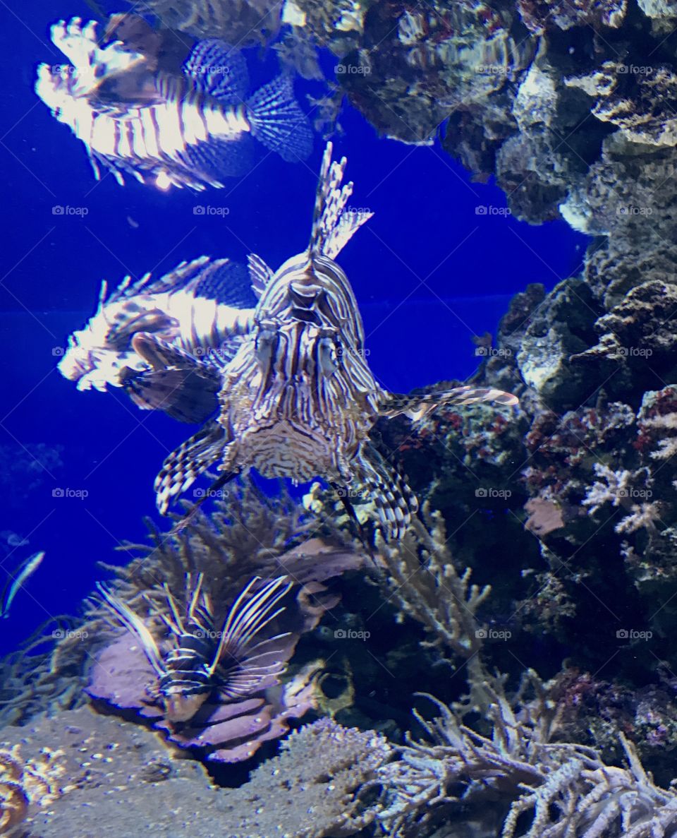 Multiple lionfish 