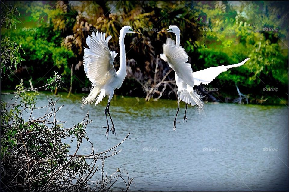 Two elegant Great White Egrets in a Springtime Aerial dance.
