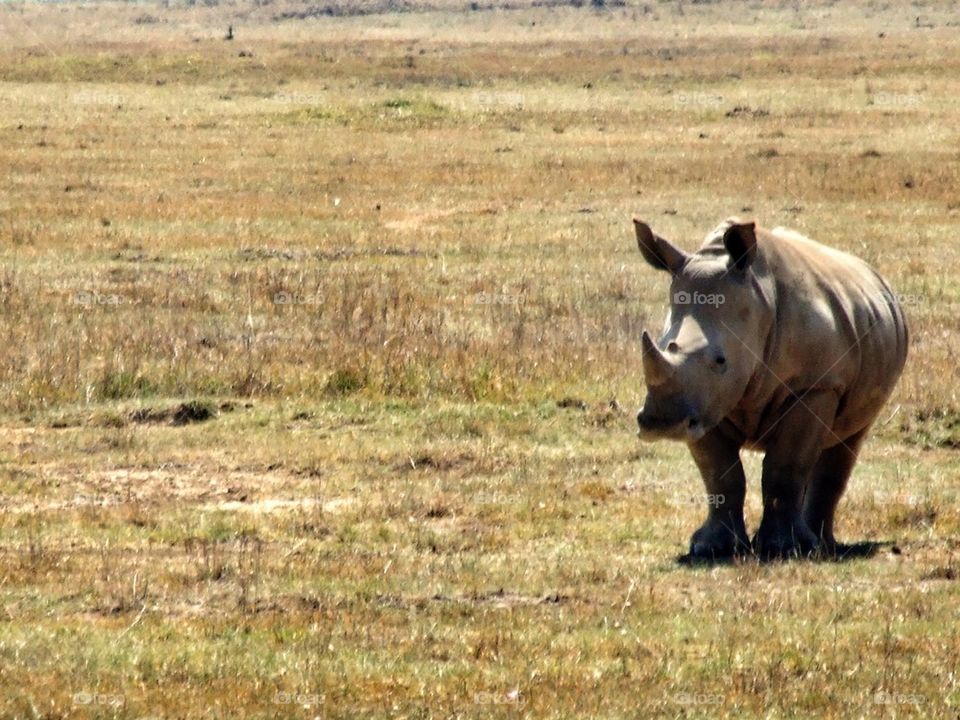 Rhino