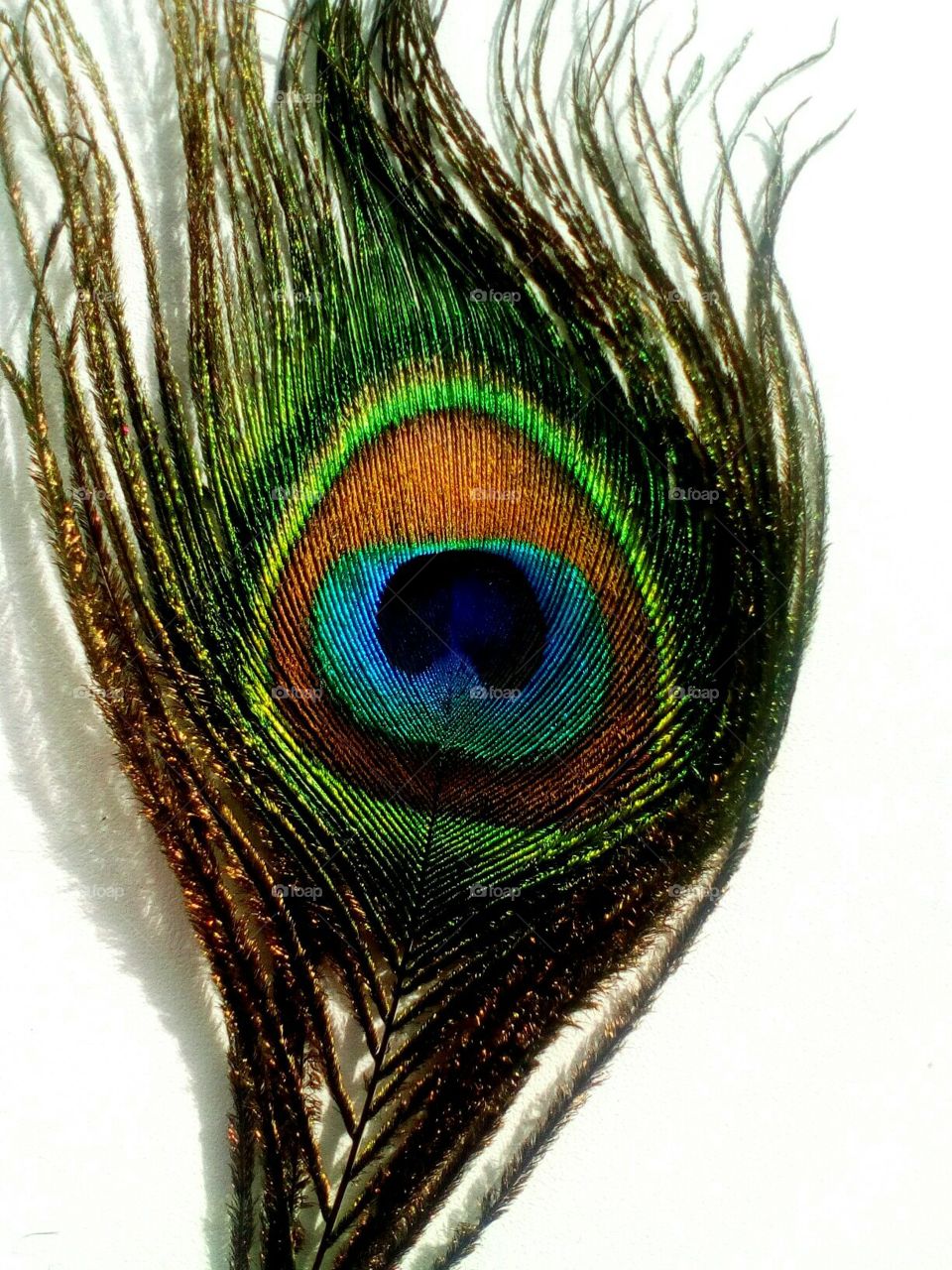 Peacock, Nature, Feather, Bird, Beautiful