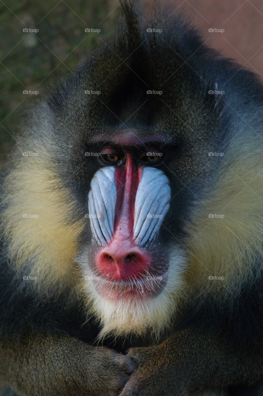 colourful monkey ape february by stevephot