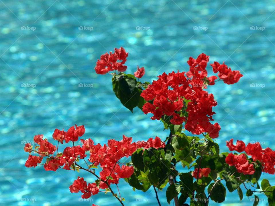 garden color water contrast by botie2