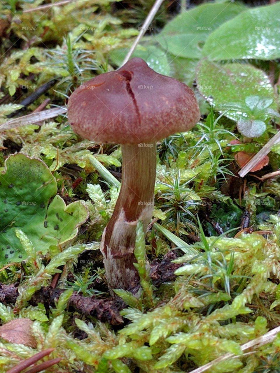 small mushroom
