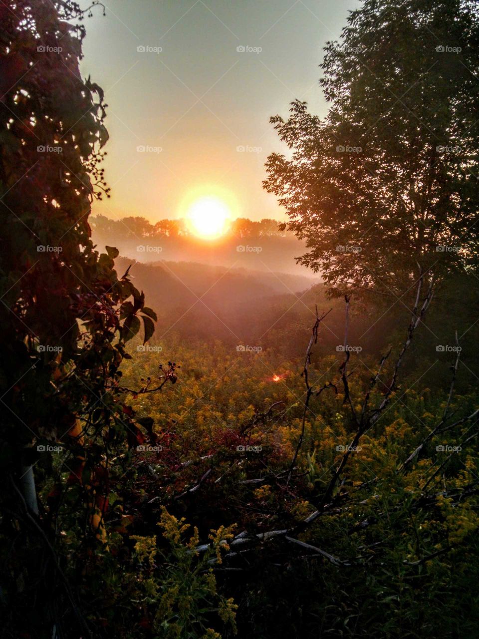 Sun, Dawn, Nature, Leaf, Sunset