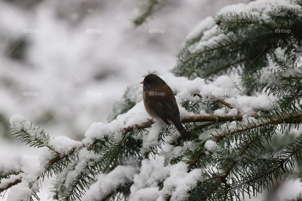 Bird perched on a branch of evergreen covered with first snow 