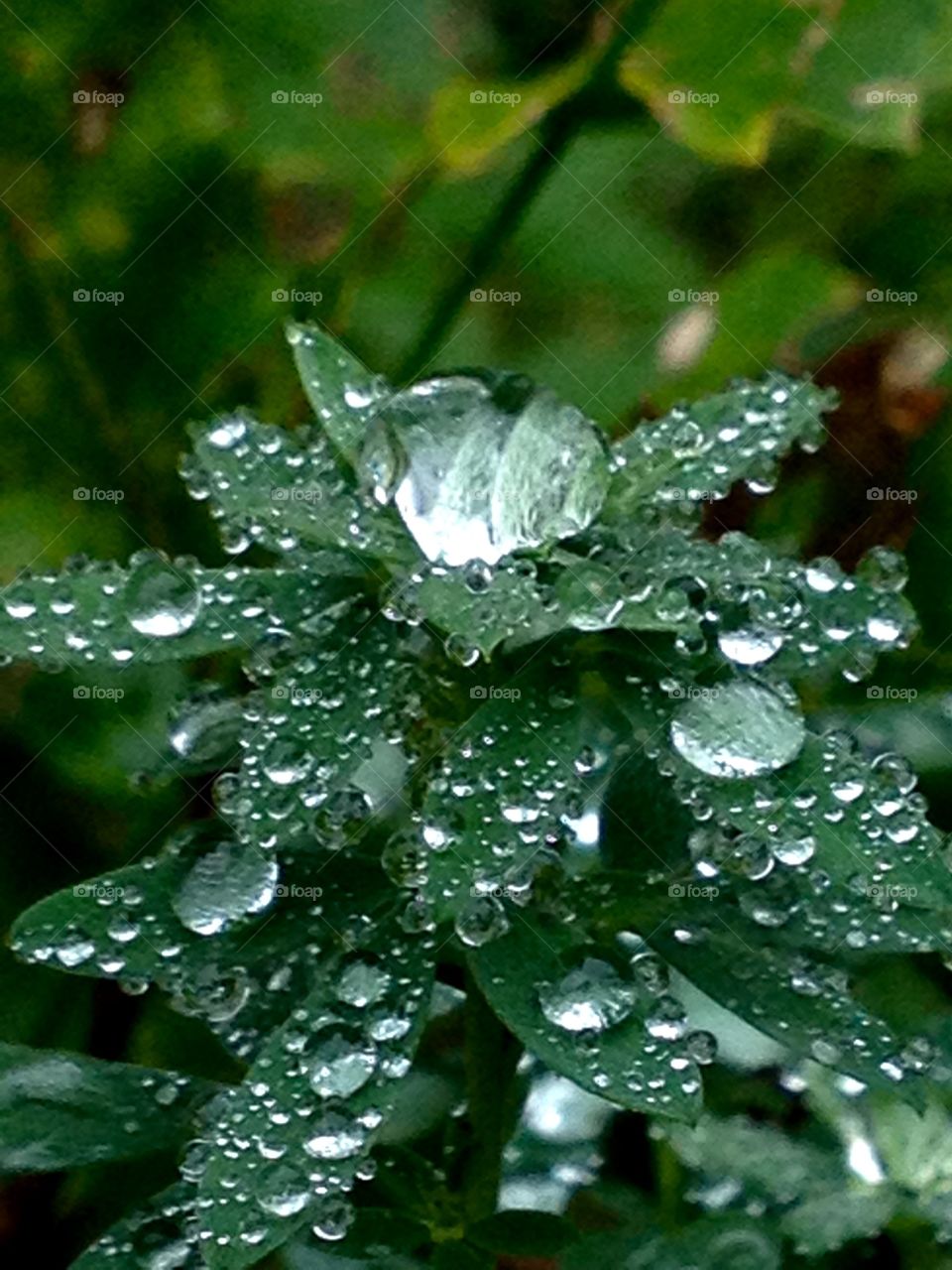 Raindrop