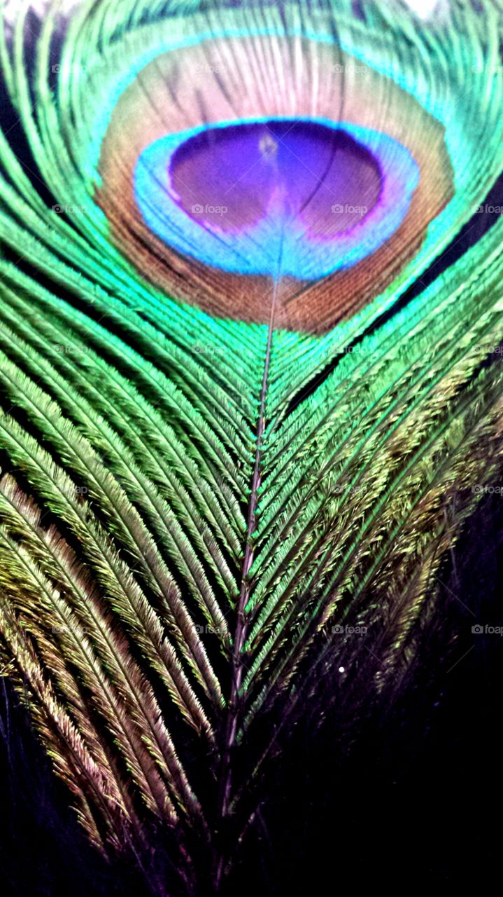 peacock feather