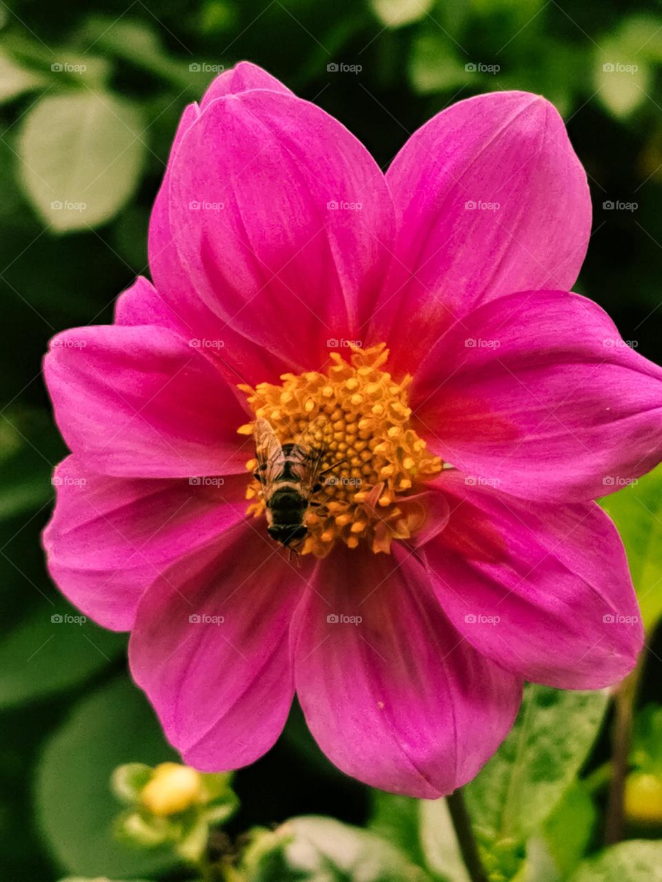 nature's beautiful product