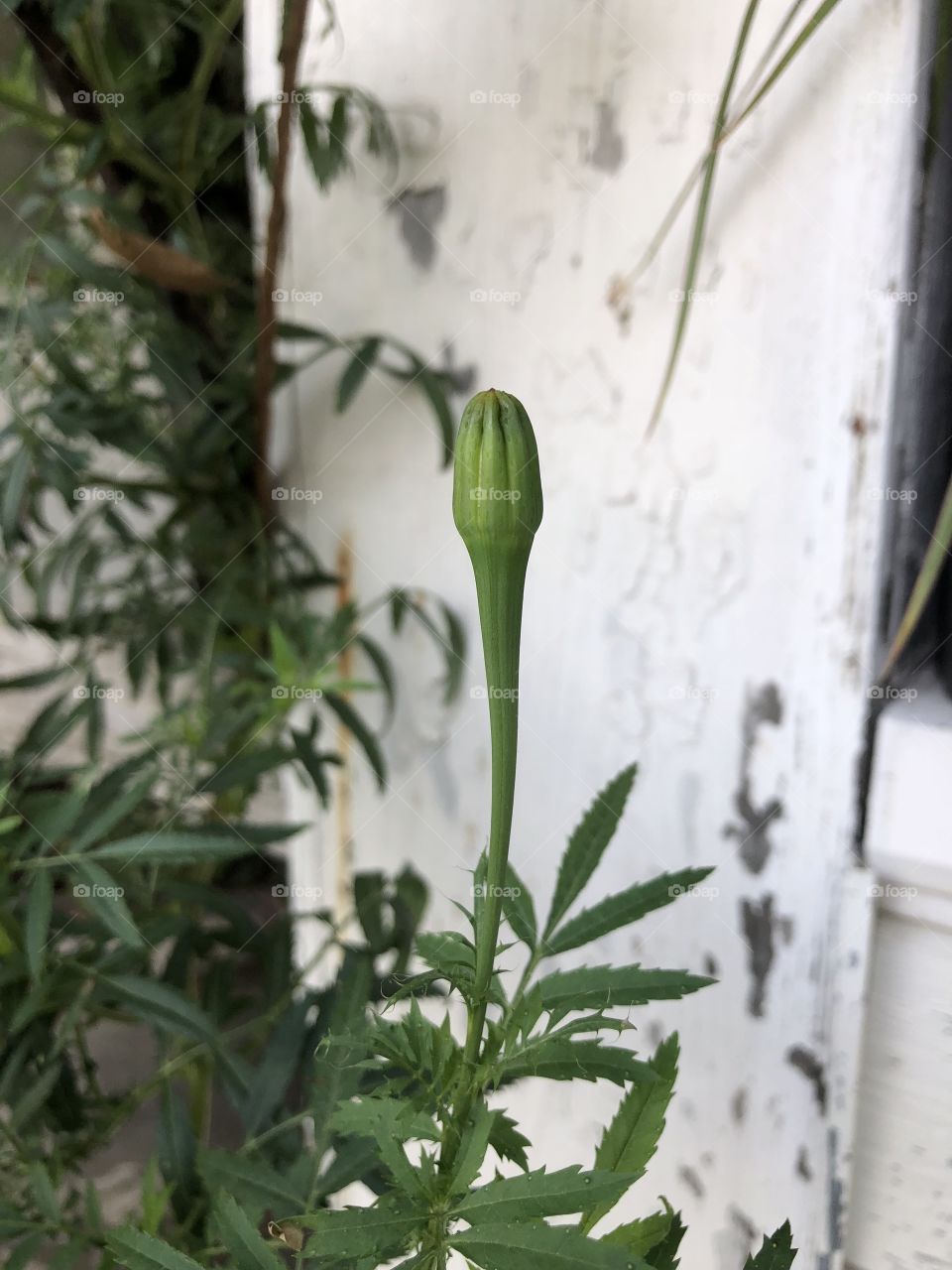 Standing tall, Cempasuchil bud ready to shine 