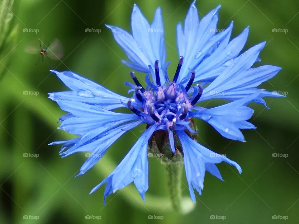 🦋