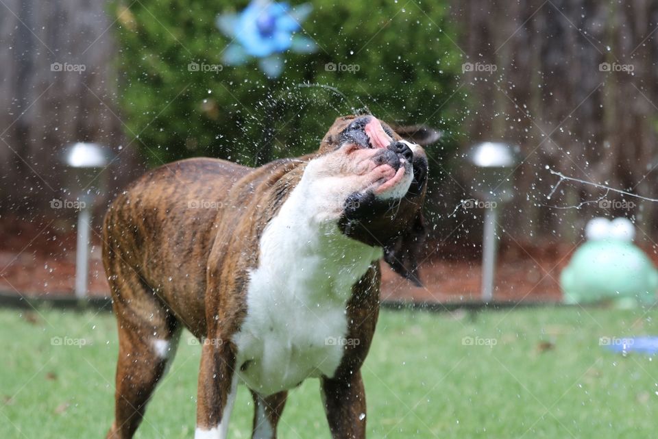 Boxer shaking off water 