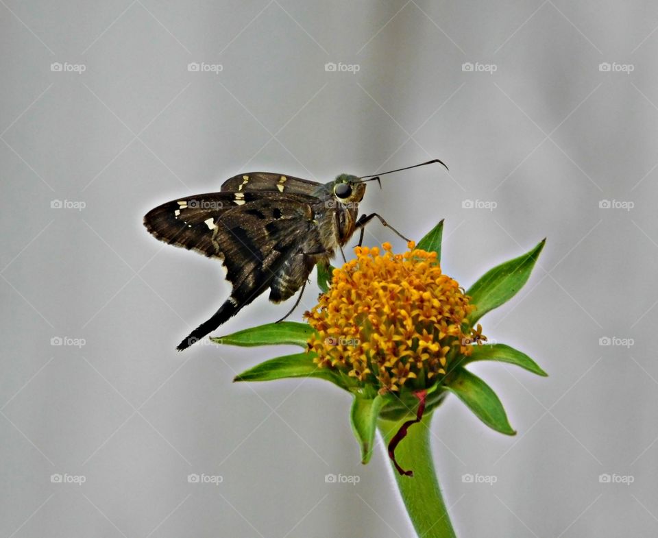 Celebrating spring - A Bells Roadside Skipper is perched on a Gerber daisy flower head ready to draw nectar 