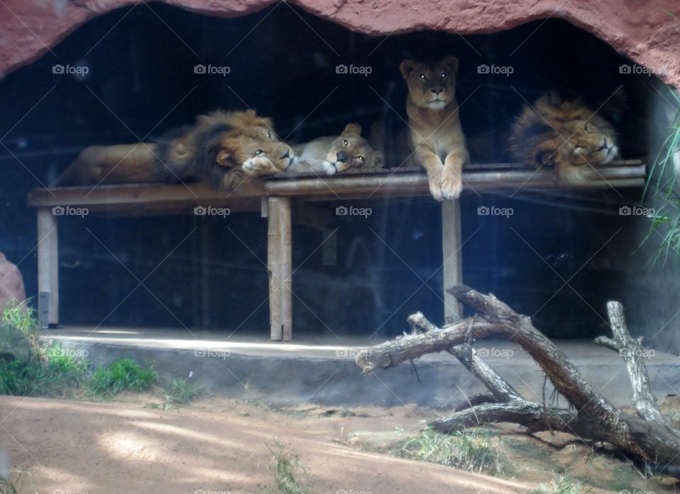 Big Cats Lounging