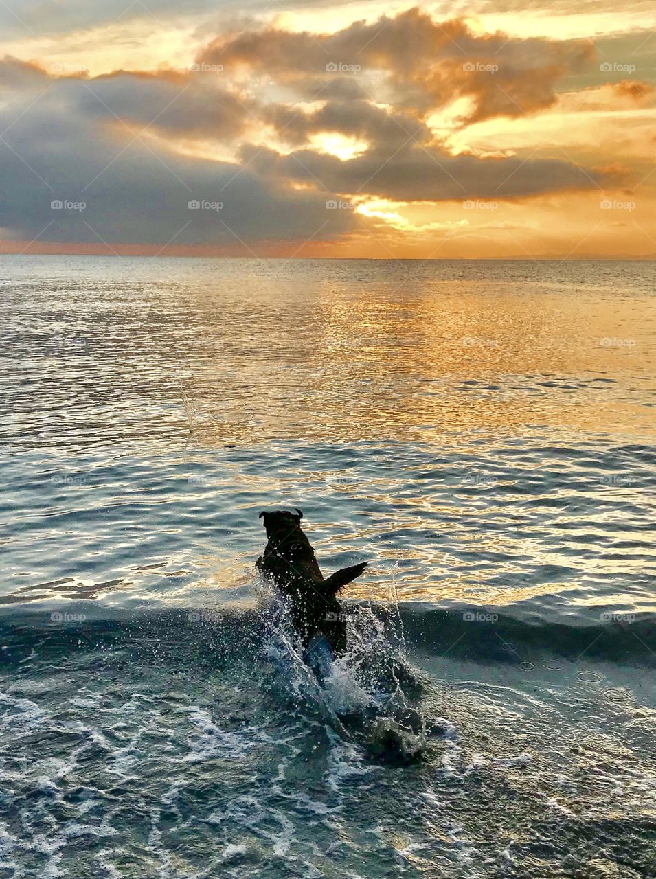 Labrador retriever jumps into the setting sun at ocean 