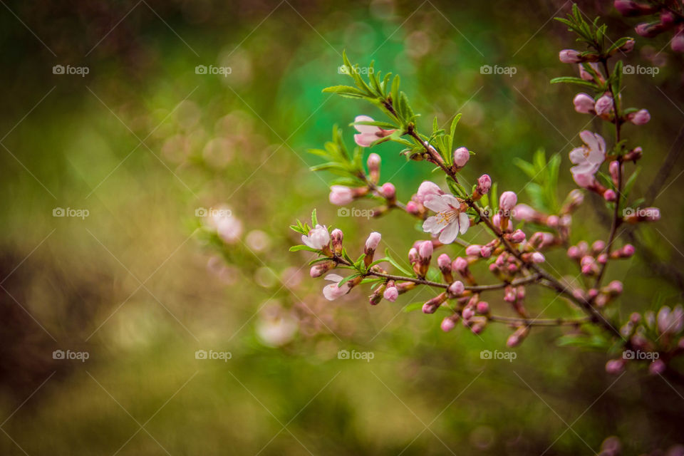 Close-up of flowers