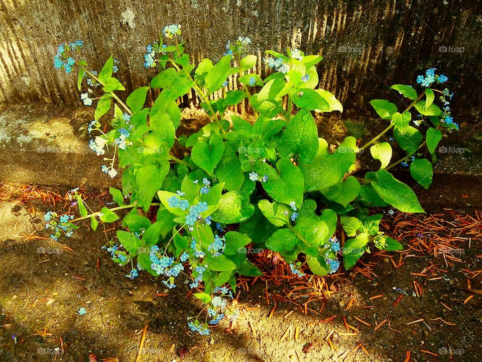 flowers