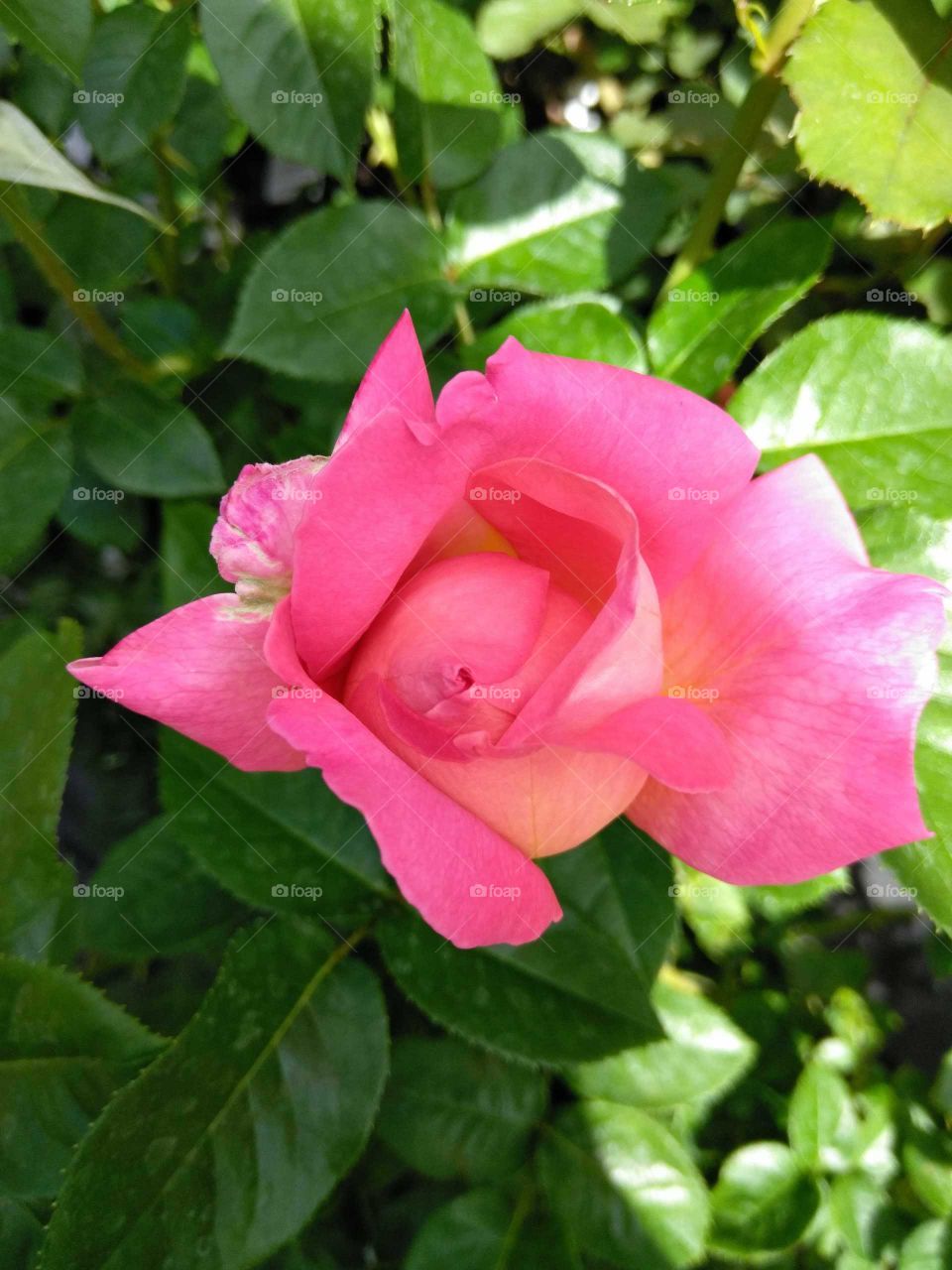 pink hybrid rose