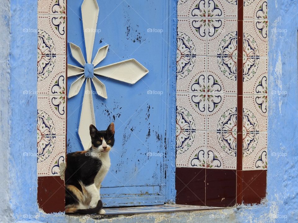 Cat sitting outside the blue door