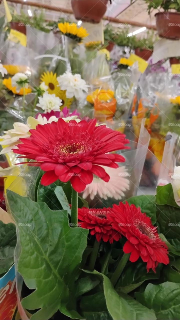 A Primavera é um período em que a natureza renasce, com flores desabrochando em uma variedade de cores e aromas, tornando as paisagens alegres, belas, coloridas, perfumadas e vibrantes