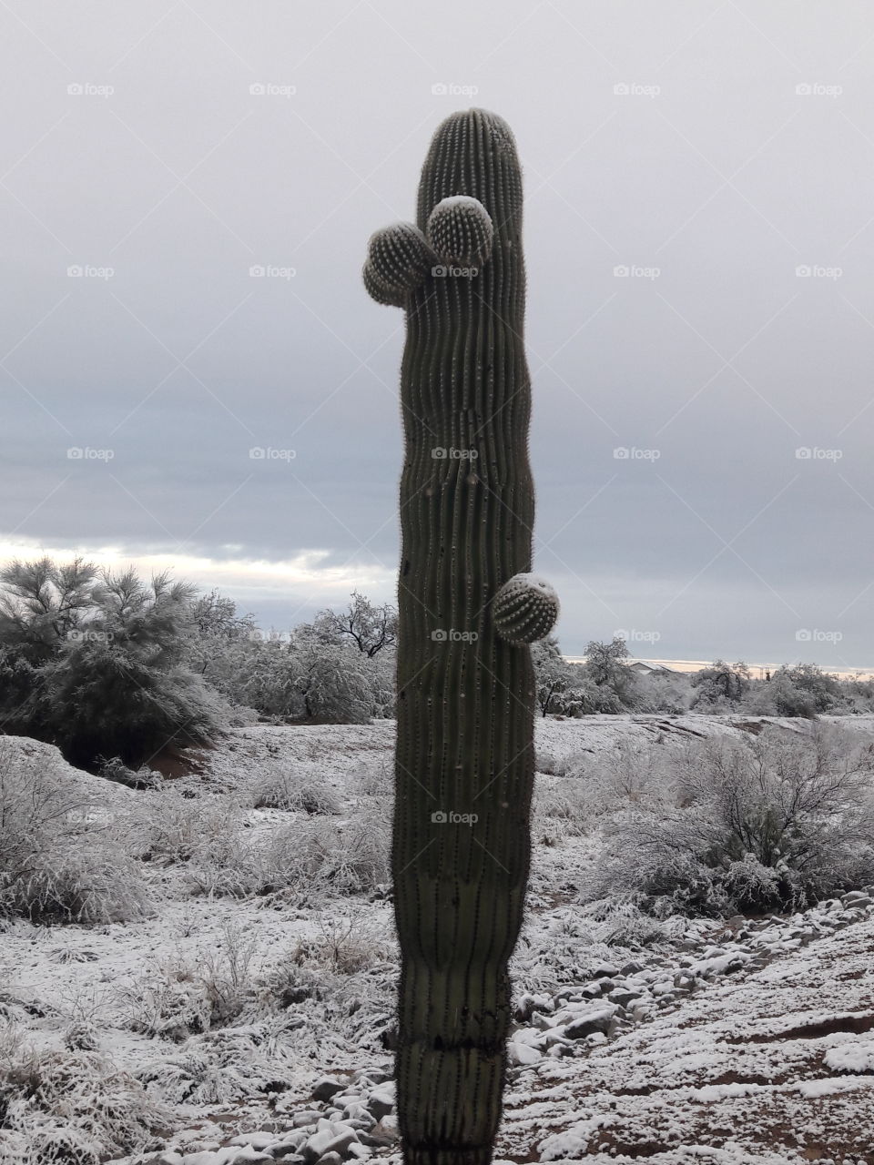 Snowy cactus
