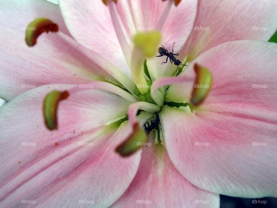 Ant on lily