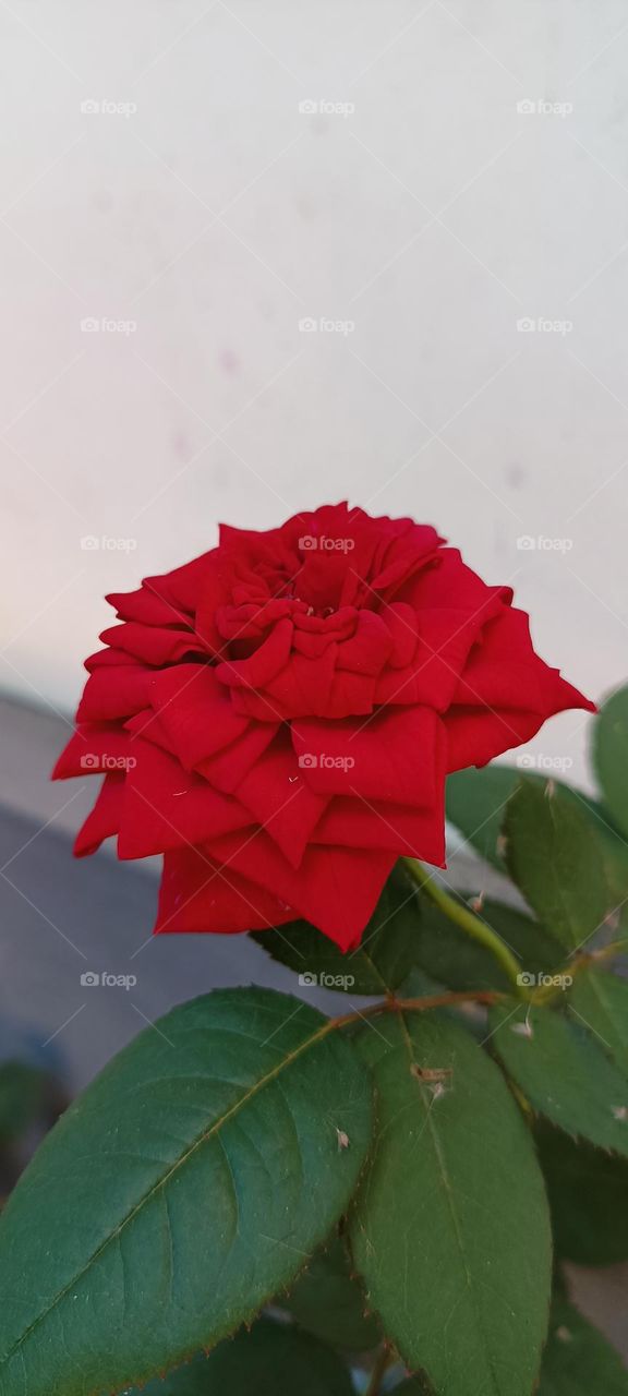 Rose 🌹 is the thing used to wish different kind of love