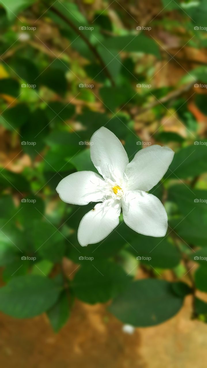 sri lanka white flower