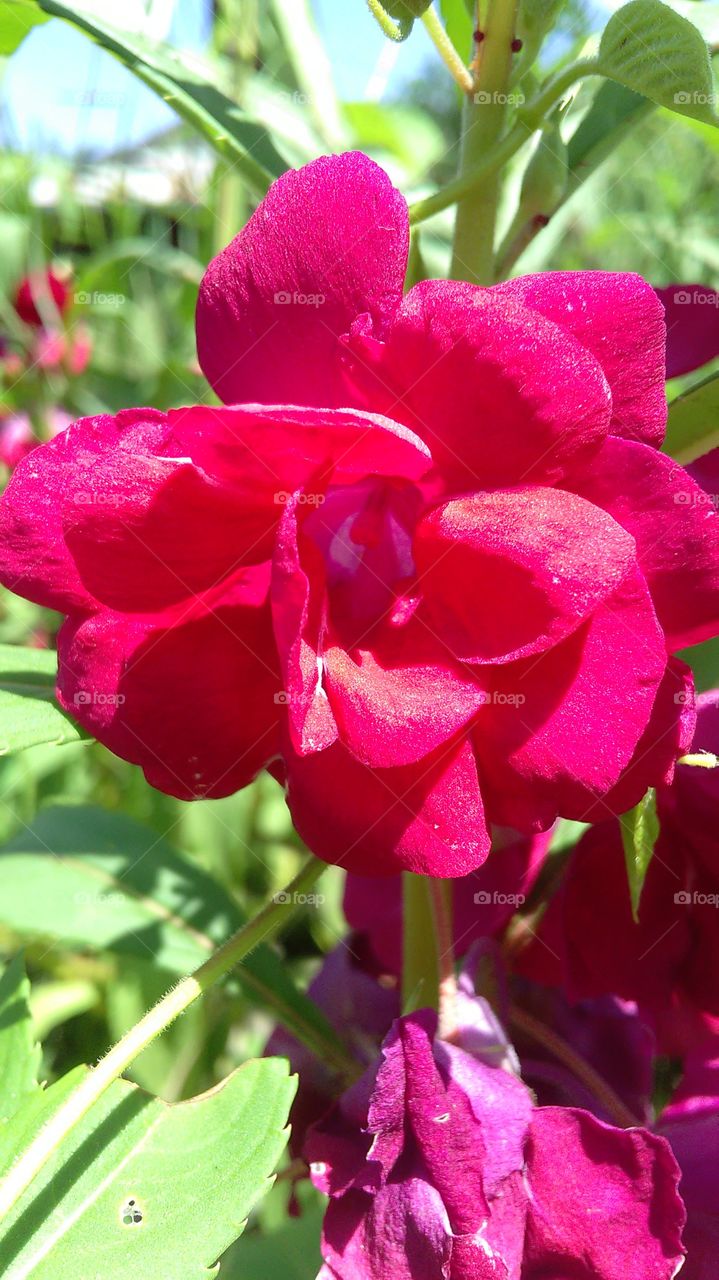 red flower