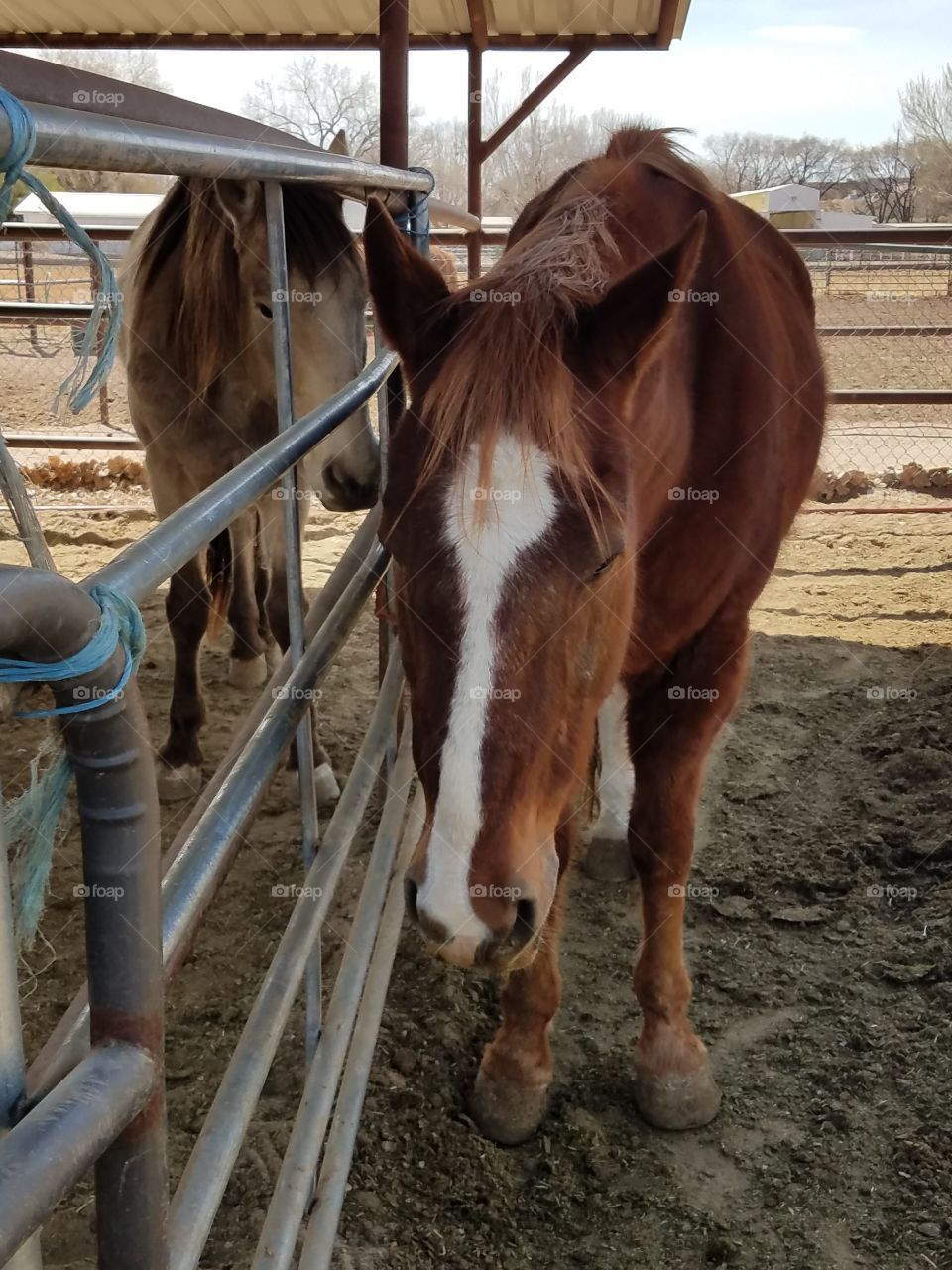 Horses in stalls