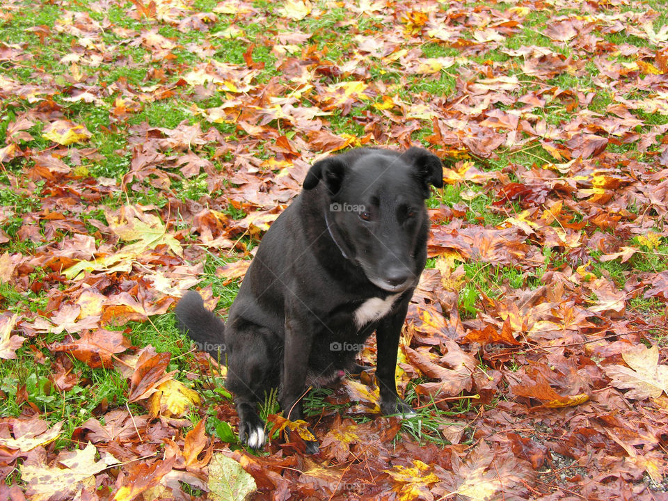 Black Labrador in the leaves