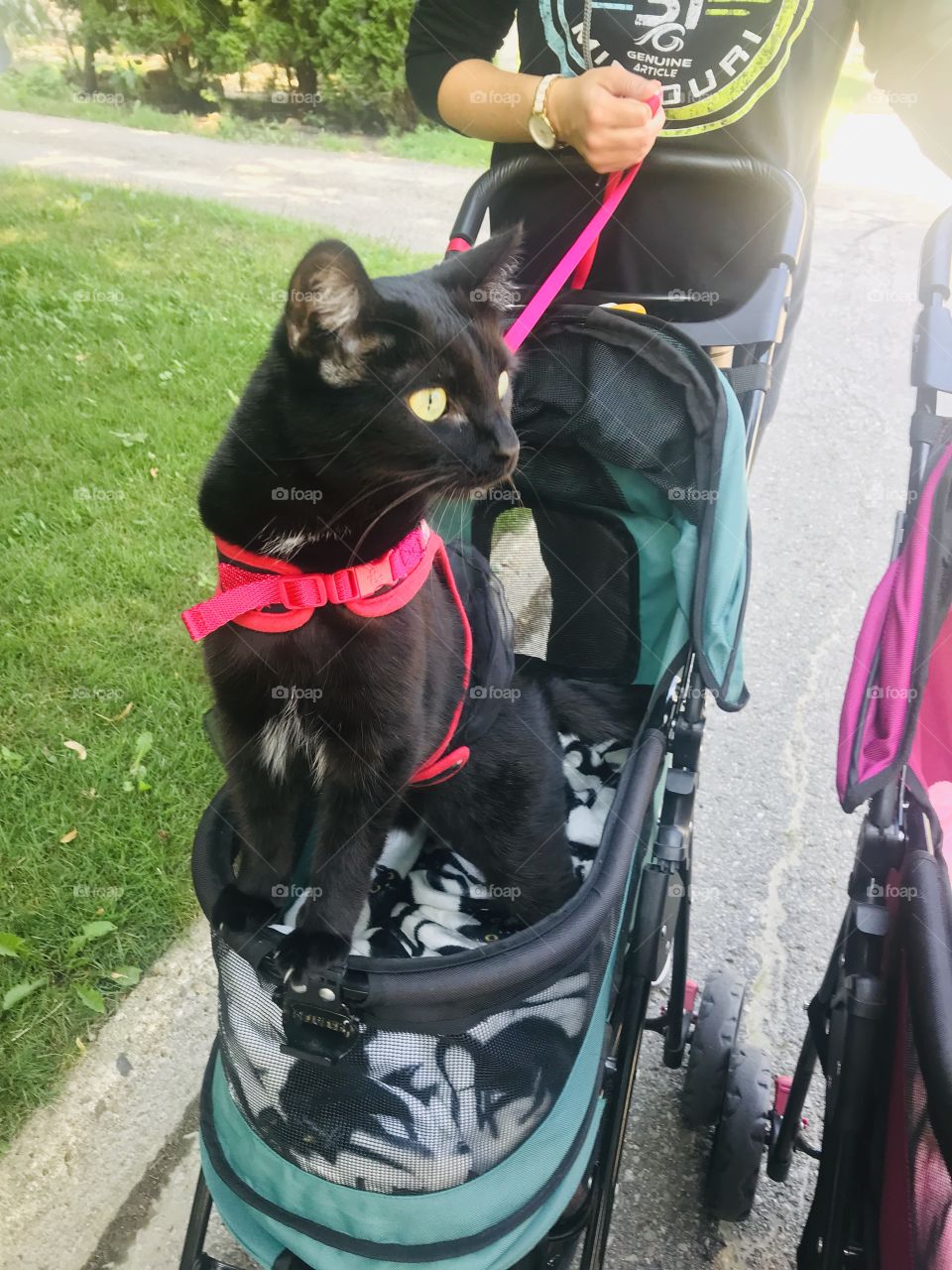 Sweet kitty cat sitting in stroller enjoying the afternoon sunshine warmth! 