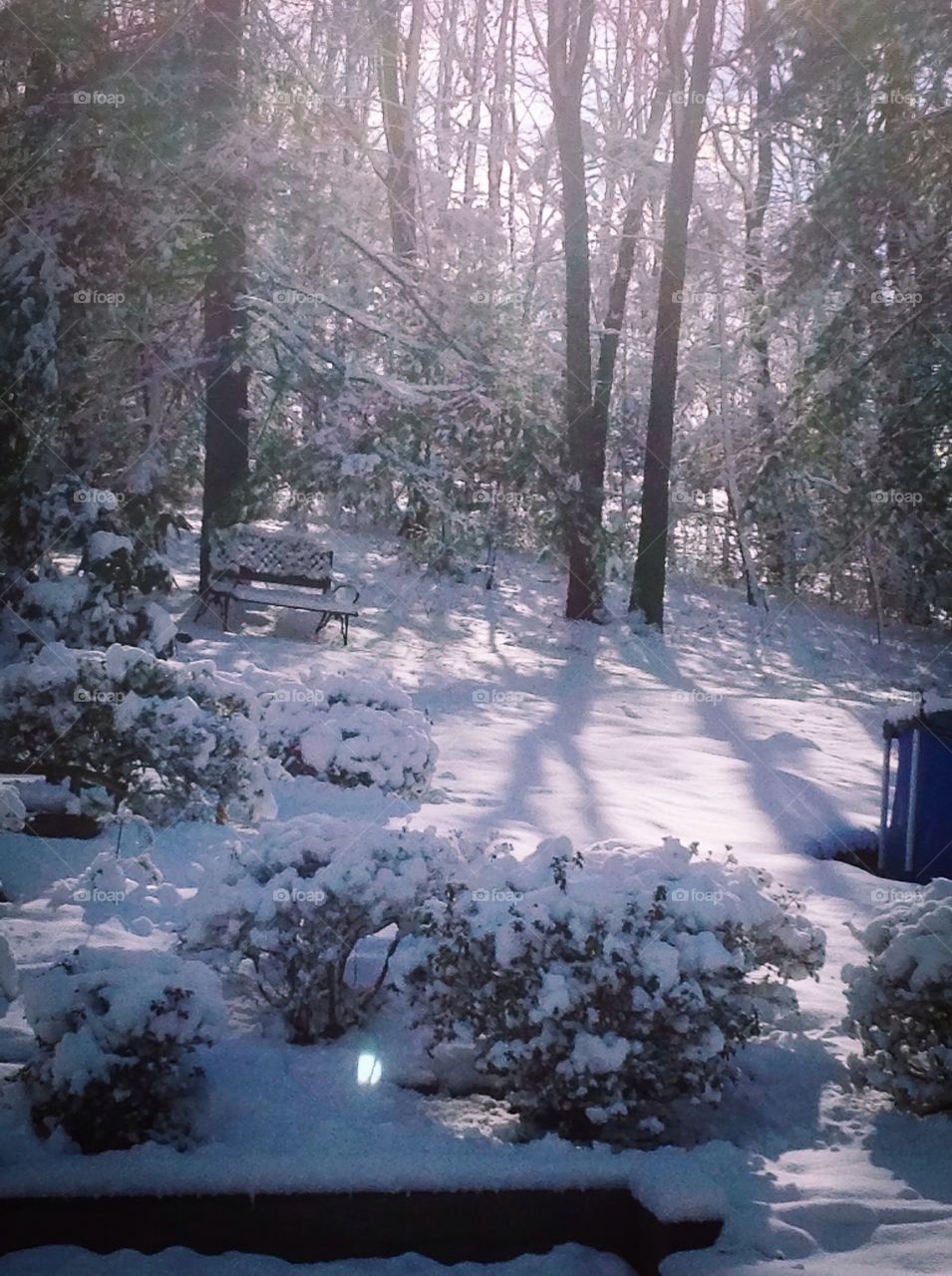 Beautiful reflection of light on trees on a snowy day.