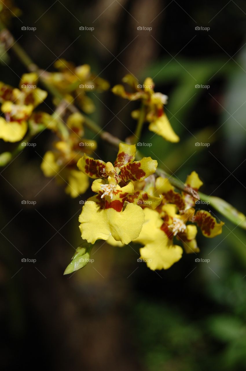 Yellow red orchid